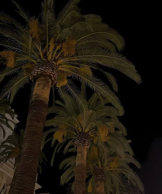 Artist - DJ FZ DA ZN