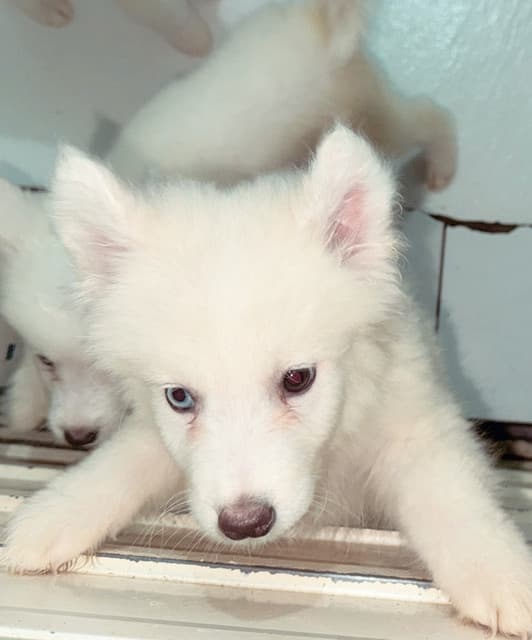 Artist - Helle Natali