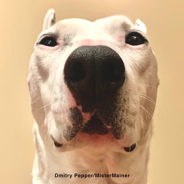 Artist - MisterMainer