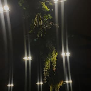 love1688z - champagne coast bridgerton