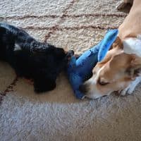 TikTok Account - davez369