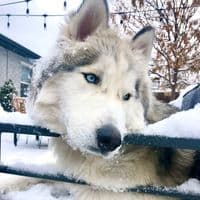 TikTok Account - grizzlythehuskybear