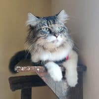 TikTok Account - mbrielleshop