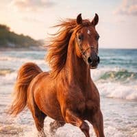 TikTok Account - bin_oais