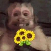 TikTok Account - musicgema12