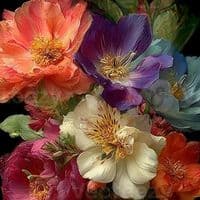 TikTok Account - usman.ramzan479