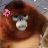 TikTok Account - misheely01