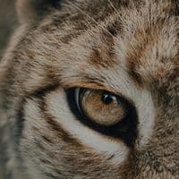 TikTok Account - ___luche___