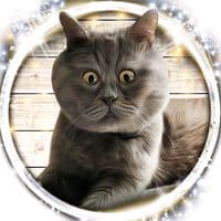 TikTok Account - fedja_kot