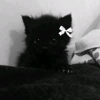 TikTok Account - user687439345734