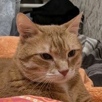 TikTok Account - kisloid504