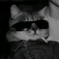 TikTok Account - mellowcholic_