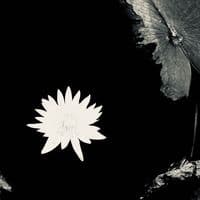 TikTok Account - havenphantom