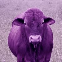 TikTok Account - ncumisa_valashiya