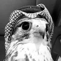 TikTok Account - vibensaudi