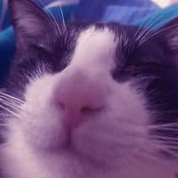 TikTok Account - n0raslimes