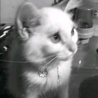 TikTok Account - ch.ikaxxzzq