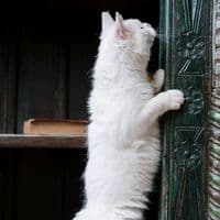 TikTok Account - isaaczico