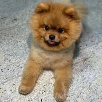 TikTok Account - chapkinthepom