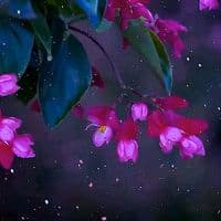 TikTok Account - sadstatusking14