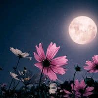 TikTok Account - farzana.akter498