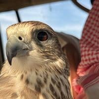 TikTok Account - ve__ee