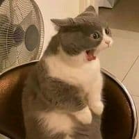 TikTok Account - nuraikadim