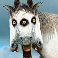 TikTok Account - proteryous