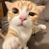 TikTok Account - theboymlk