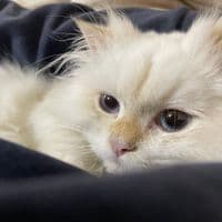 TikTok Account - pillingsadnessss