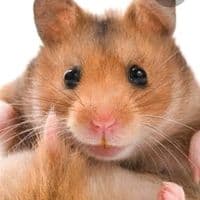 TikTok Account - eymenturgut1hamster