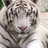 TikTok Account - putrajaya3803