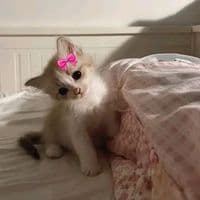 TikTok Account - user5294018174891