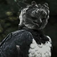 TikTok Account - silviogabriel77