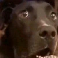 TikTok Account - lamiinations