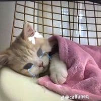 TikTok Account - i_love.cats113