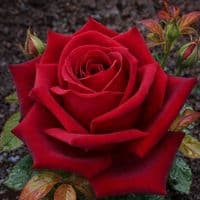 TikTok Account - lopez19453