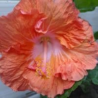 TikTok Account - gencebitki