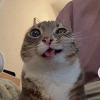 TikTok Account - lyqolik