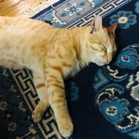 TikTok Account - l_tmplts