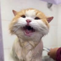 TikTok Account - okedboy