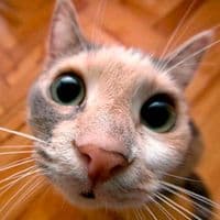 TikTok Account - xxx___msamim___xx