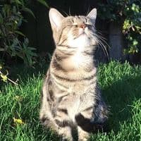 TikTok Account - fatlulucat2