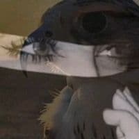 TikTok Account - f...67676