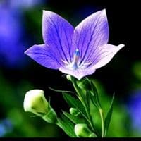 TikTok Account - muju803pjo