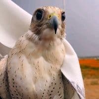 TikTok Account - m_158325