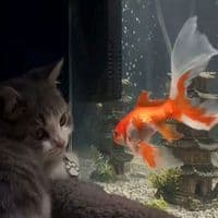 TikTok Account - lemon233345