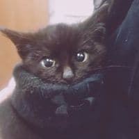 TikTok Account - billie_ellish_lover5