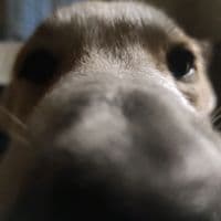 TikTok Account - dima_pikmi