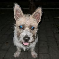 TikTok Account - rexyy318